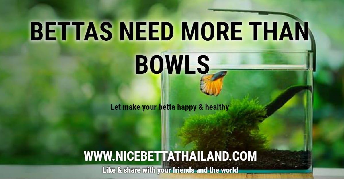 BETTAS NEED MORE THAN BOWLS United Betta World