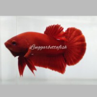 Profile picture of LinggarBettafish