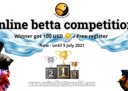 Online Betta fish competition