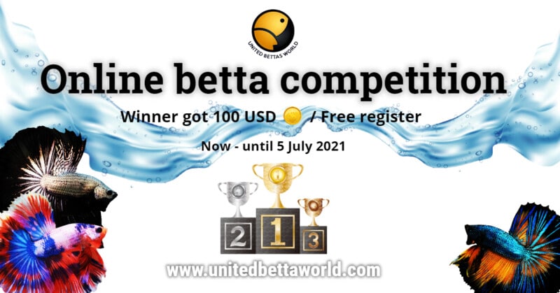 online-betta-fish-competition-2