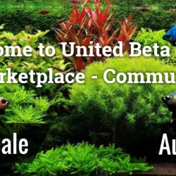 Welcome to United Beta World Marketplace - Community