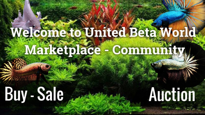 welcome-to-united-beta-world-marketplace-community