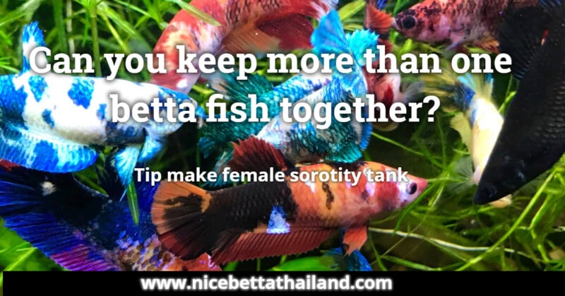 can-you-keep-more-than-one-betta-fish-together
