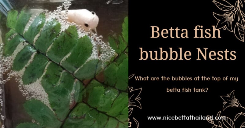 what-are-the-bubbles-at-the-top-of-my-betta-fish-tank_-1024x536