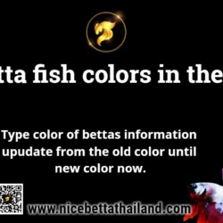 betta-fish-colors