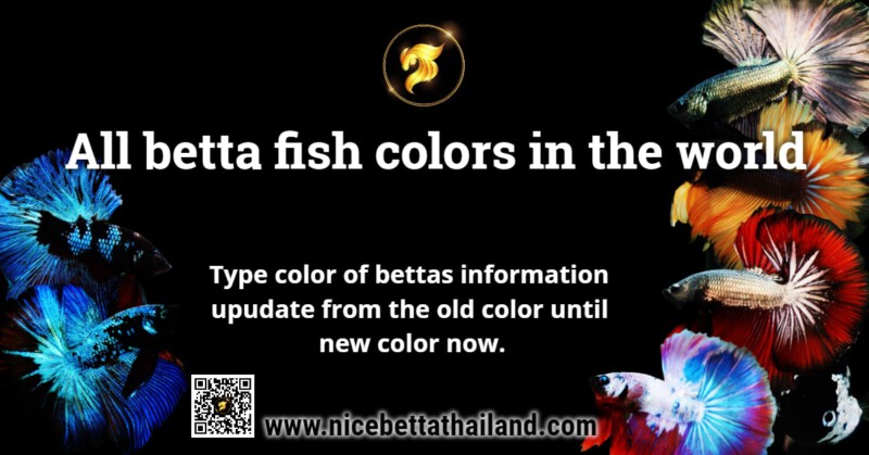 betta-fish-colors-8