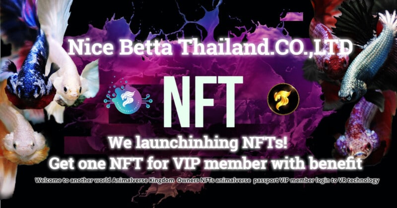 nice-betta-thailand-nfts-1