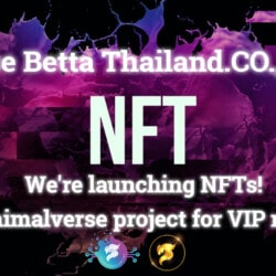 Nice Betta Thailand NFTs